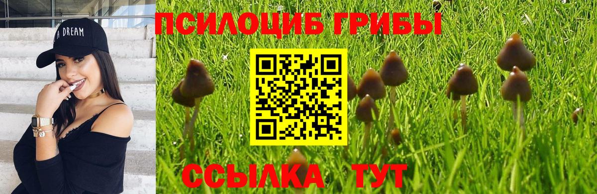 Псилоцибиновые грибы Psilocybine cubensis Добрянка